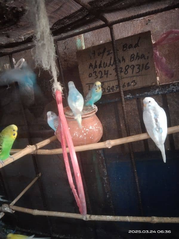 astarlion parrots 11 piece location hafizabad city 9