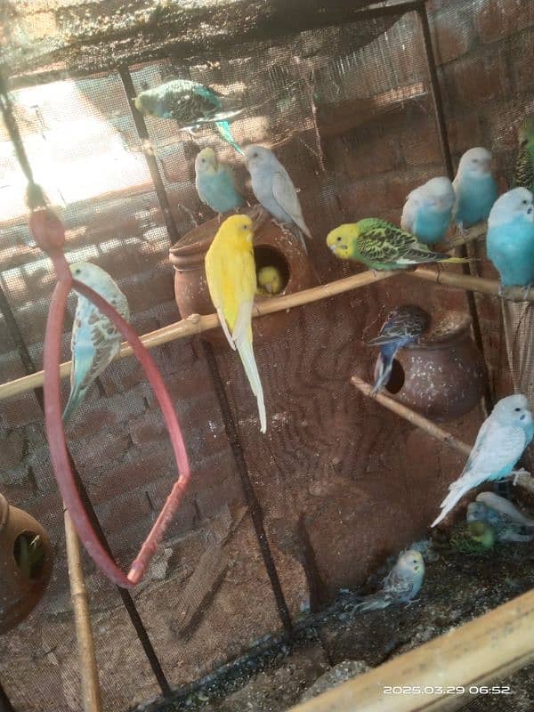 astarlion parrots 11 piece location hafizabad city 10