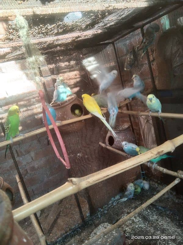 astarlion parrots 11 piece location hafizabad city 11