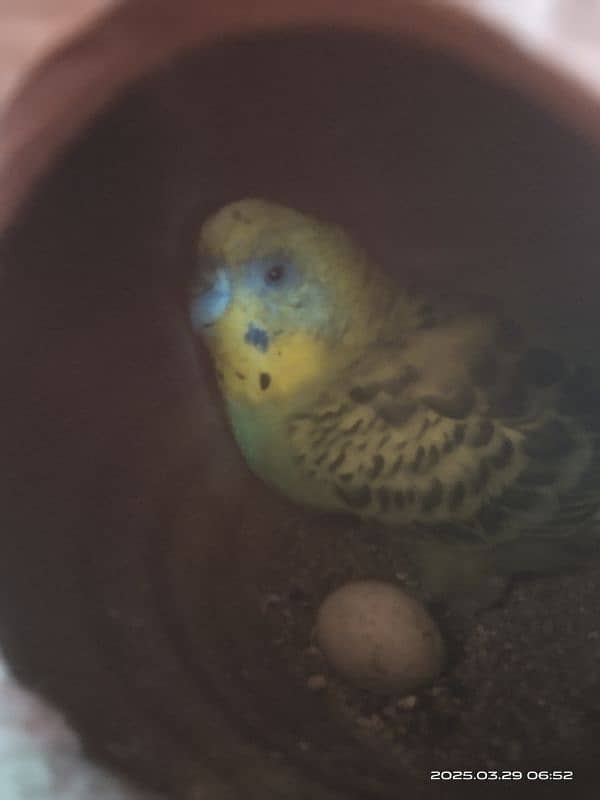 astarlion parrots 11 piece location hafizabad city 12