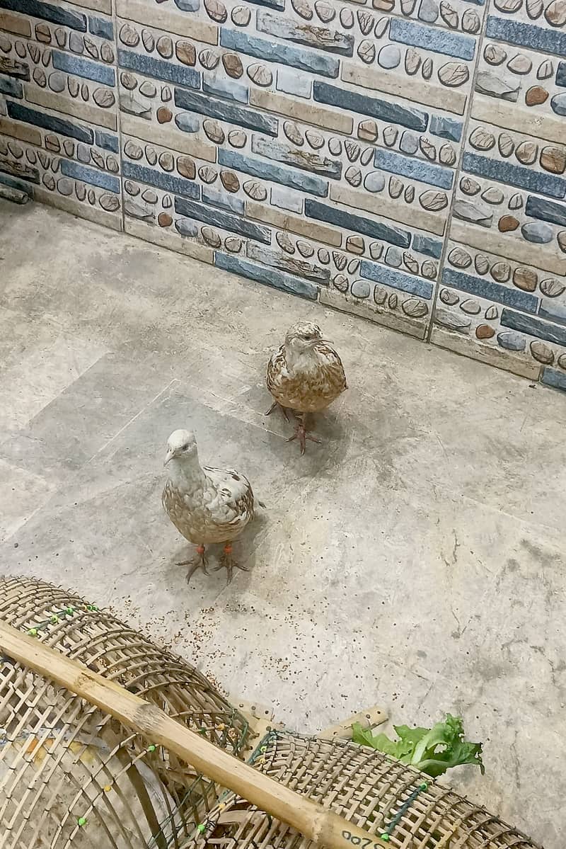 Irani Teetir For sale 2