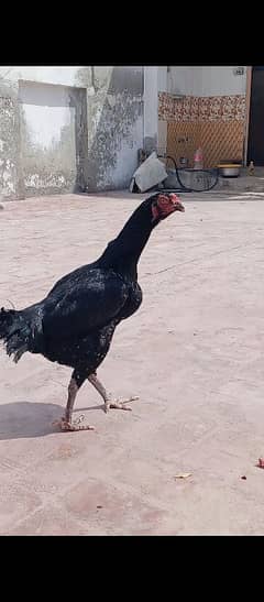 Japanese shamo breeder female