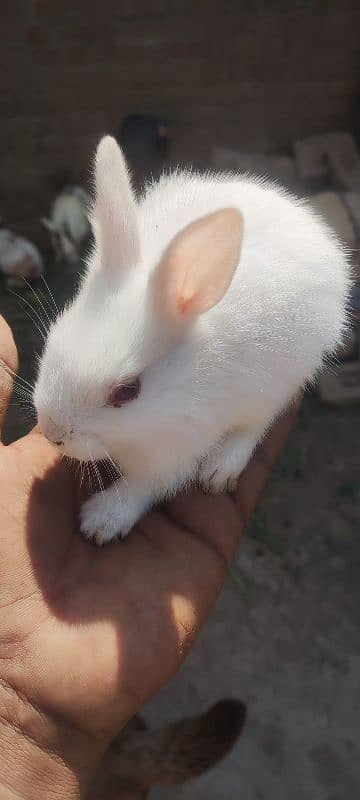 Desi rabbit 10