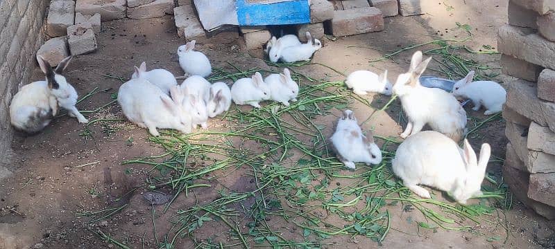 Desi rabbit 0