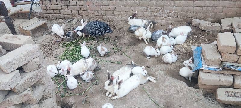 Desi rabbit 11