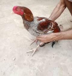 sindhi