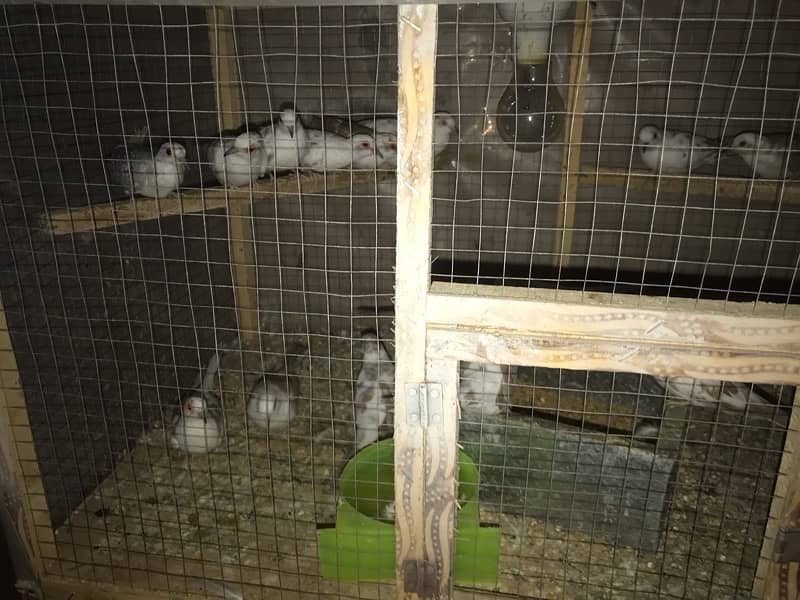 / cages for sale 0