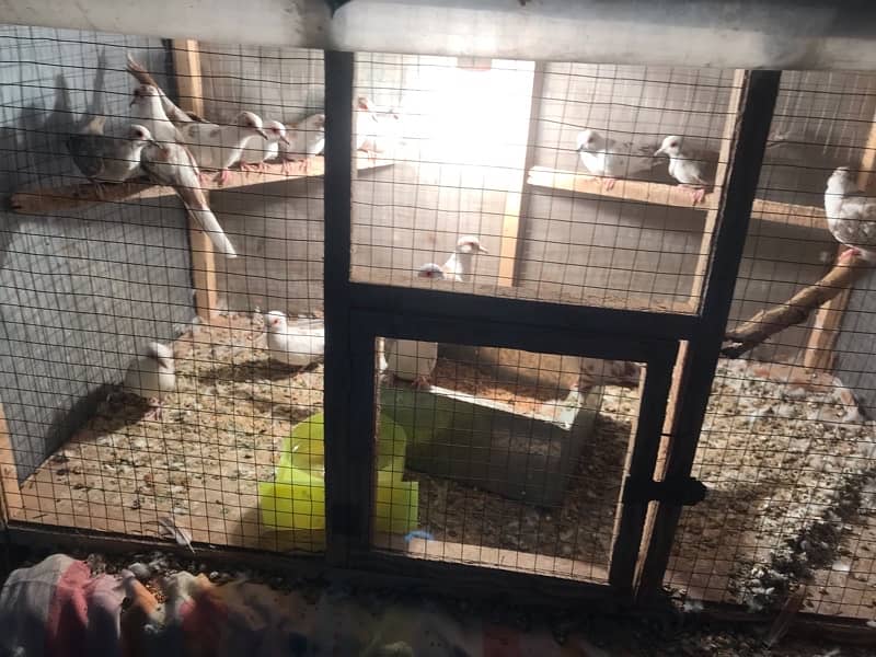 / cages for sale 1