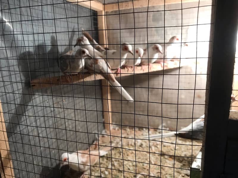 / cages for sale 2