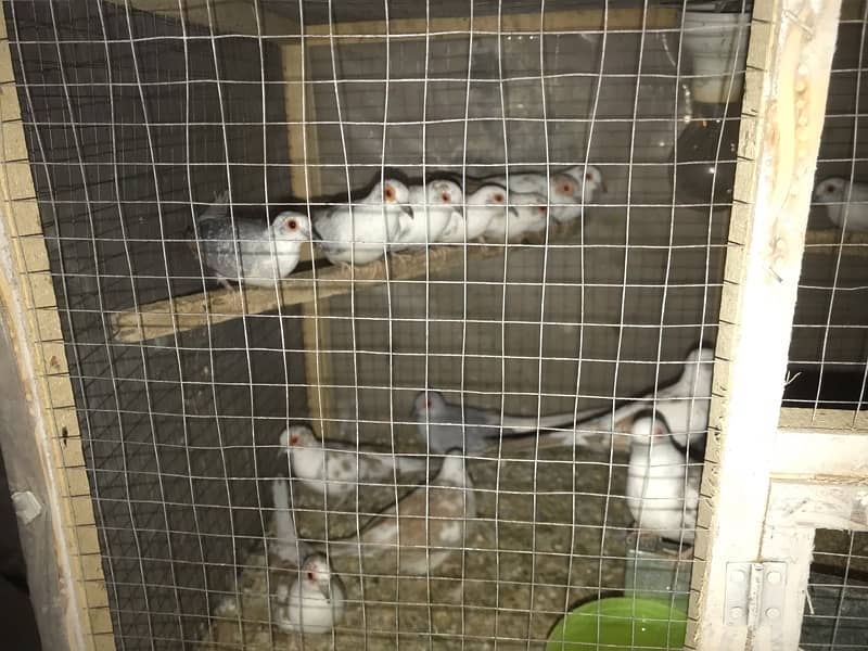 / cages for sale 3