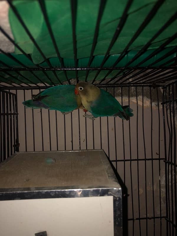 / cages for sale 4