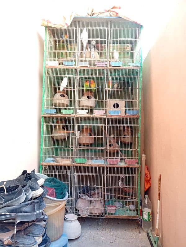 12 pair of fischer cocktail java finch lutino 0
