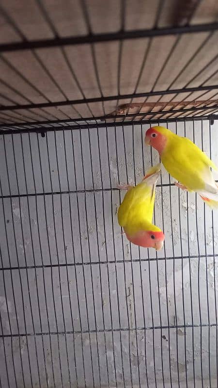 12 pair of fischer cocktail java finch lutino 1