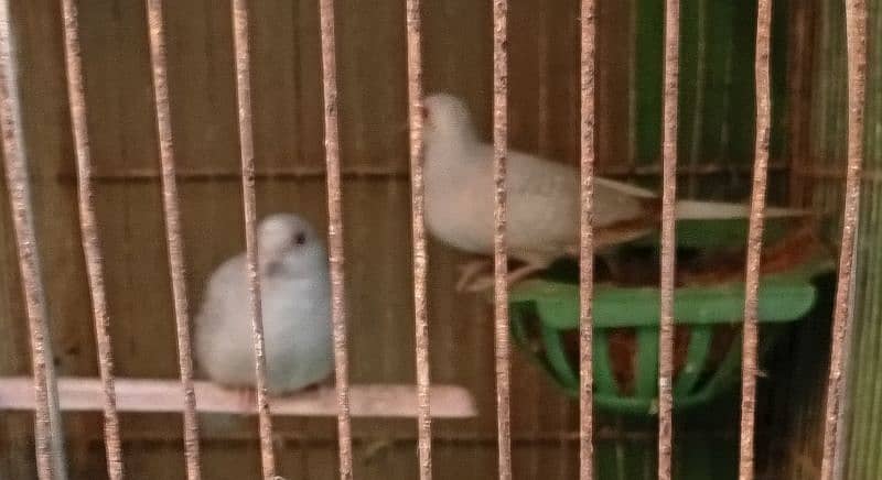 12 pair of fischer cocktail java finch lutino 4