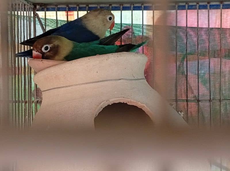 12 pair of fischer cocktail java finch lutino 5