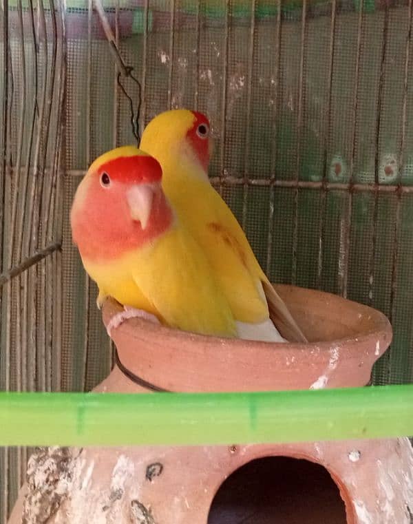 12 pair of fischer cocktail java finch lutino 8