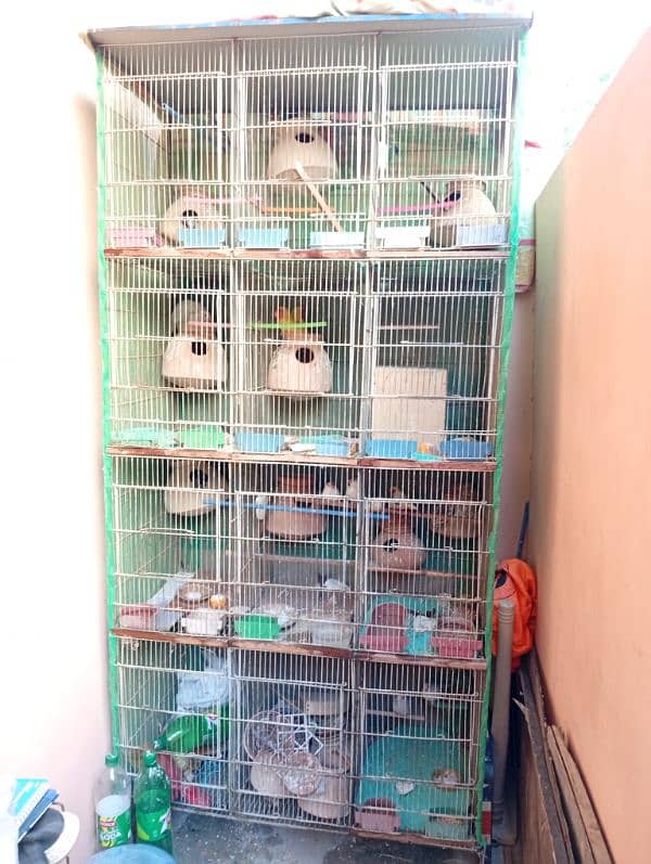 12 pair of fischer cocktail java finch lutino 9