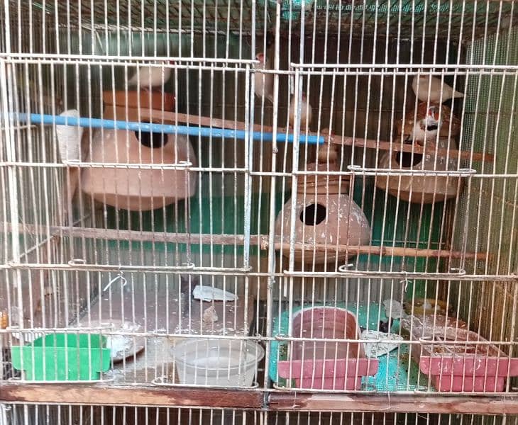 12 pair of fischer cocktail java finch lutino 10