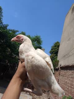 aseel breed