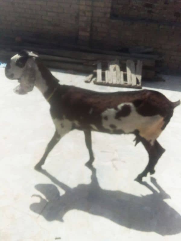 nagri beetal goat 0