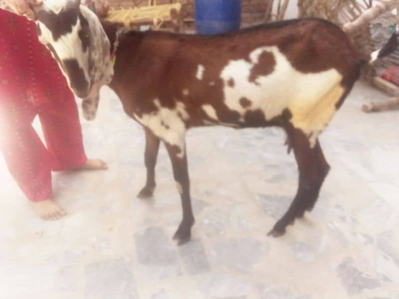 nagri beetal goat 1