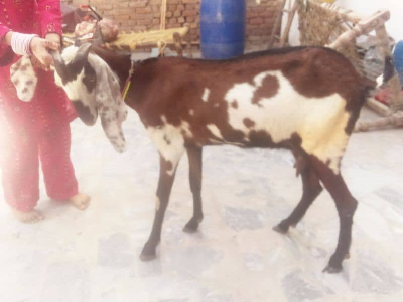 nagri beetal goat 2