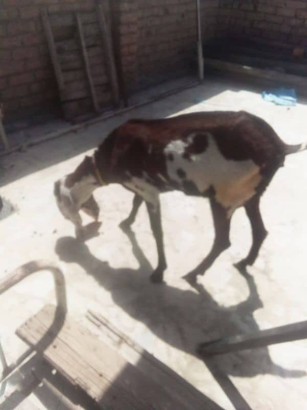 nagri beetal goat 3