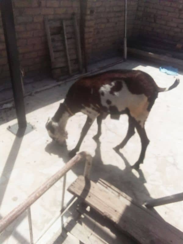 nagri beetal goat 4
