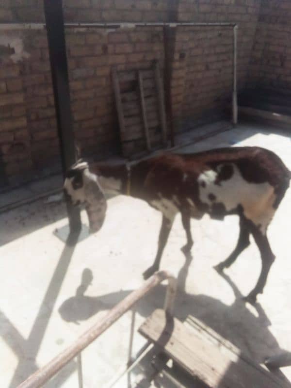 nagri beetal goat 5