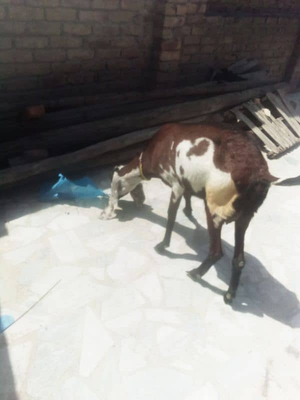 nagri beetal goat 6