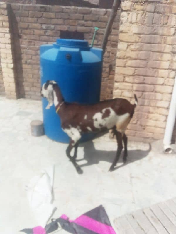 nagri beetal goat 7
