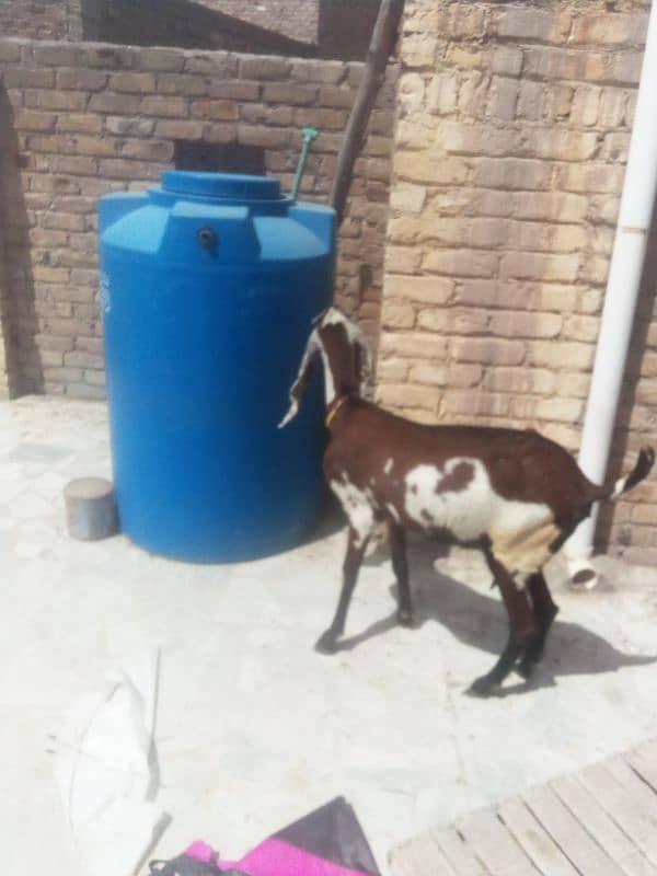 nagri beetal goat 8
