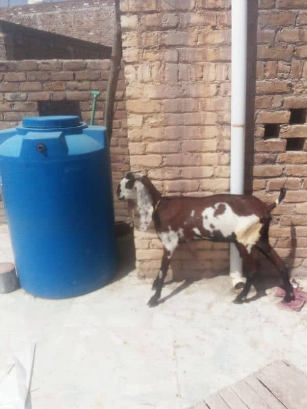 nagri beetal goat 9