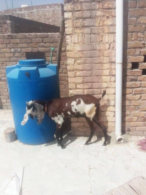 nagri beetal goat 10