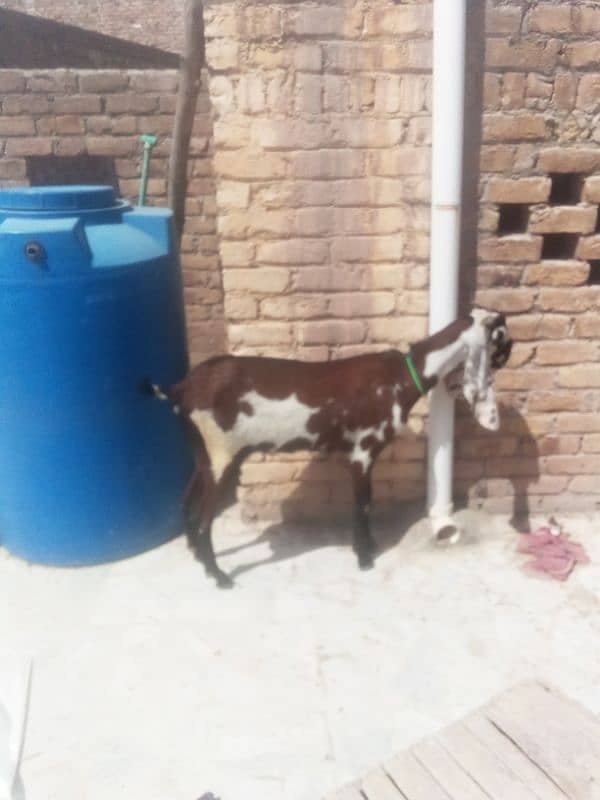 nagri beetal goat 11