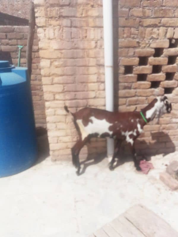nagri beetal goat 12