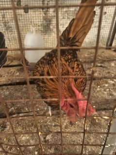 Golden Sebright Breeder Pair