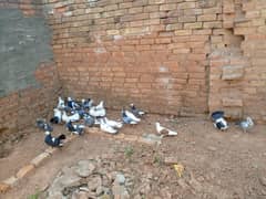 pigeon