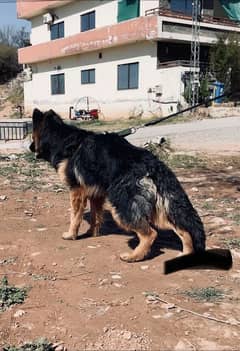 Top Class German Shepherd    Imported Bloodline  #germanshepherd