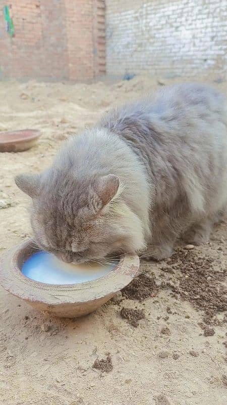 Persian male Cat For Sale Rs 5000 1