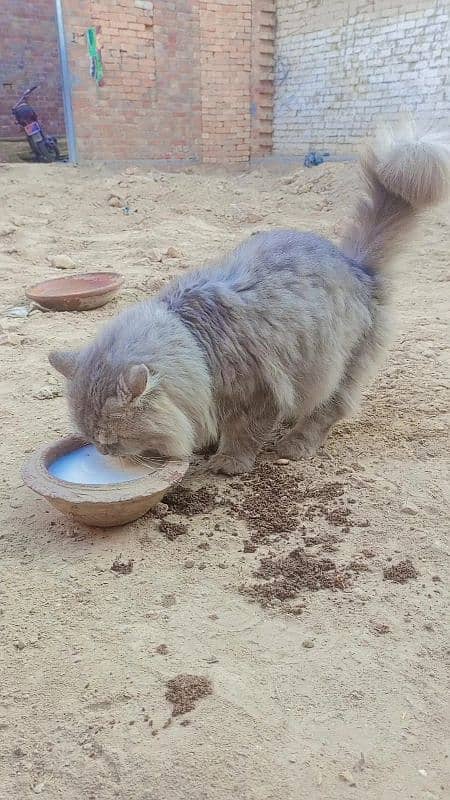 Persian male Cat For Sale Rs 5000 2