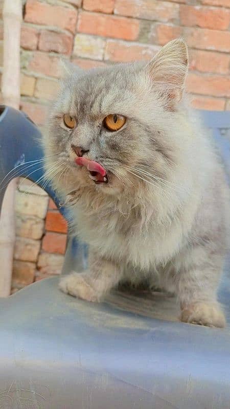 Persian male Cat For Sale Rs 5000 3