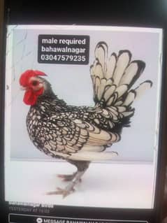 Silver Sebright for Sale Cage for sale 3portion wood 5x3x1.5