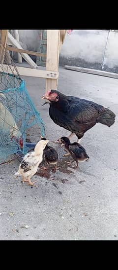 Aseel Hens