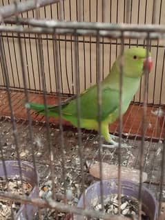 ringneck
