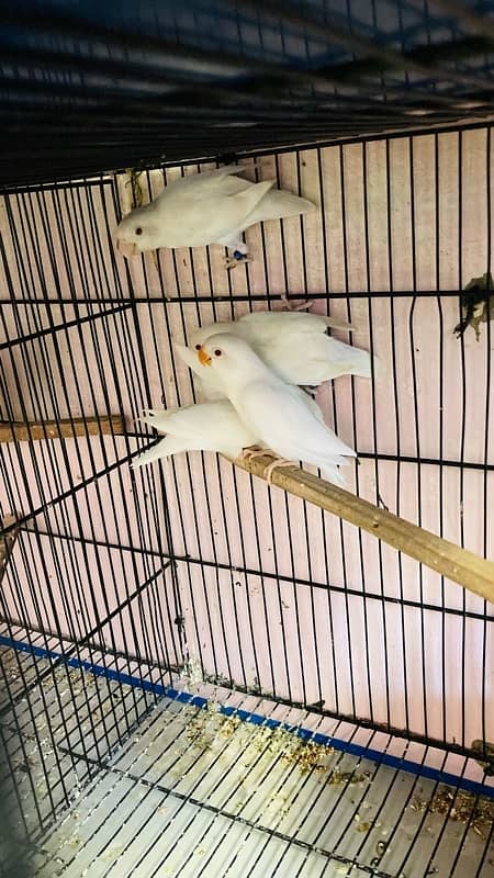 Lovebird for Sale Aqua, Creamino Opaline, Parblue Opaline, Pale Fallow 11