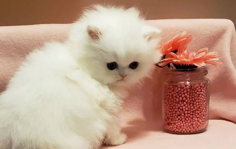 Persian kittens | triple Coated | Punch Face kittens For Sale 0