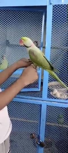 pahari, Kashmiri, raw parrot breedar pair