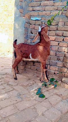 Dasi Bakra