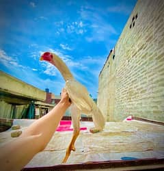 Aseel white o king size shamo age 4.5 months